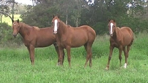 Yearlings and 2 Year Olds